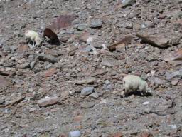 DSCN3694.jpg: Schafe grasen auf der Gletschermorne des Schalfferner