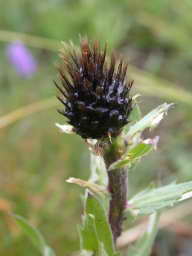 DSCN5986.JPG