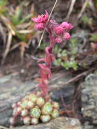 DSCN5988.JPG