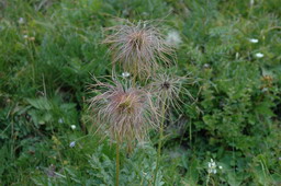 DSC_6516.JPG