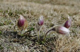 _DSC2744web.jpg