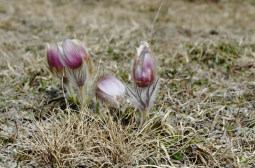 _DSC2751web.jpg